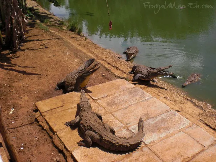 Cuban crocodile  Farm