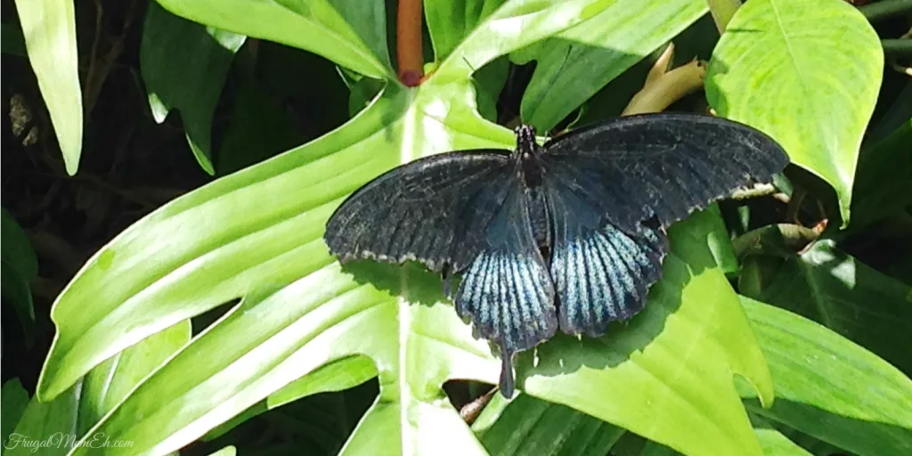 The Niagara Parks Butterfly Conservatory