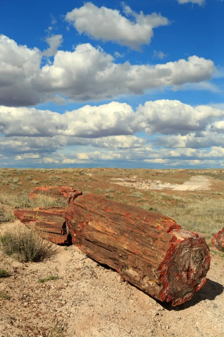 Petrified wood found in Petrified Forest National Park, Arizona