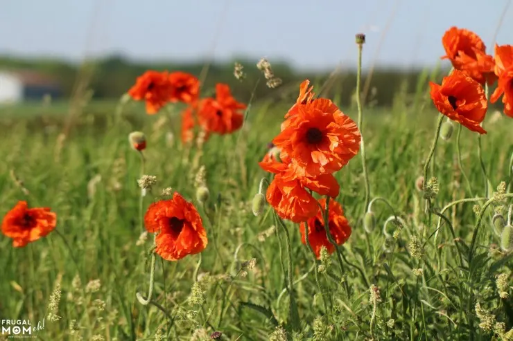 Poppies growing in Prince Edward County - 7 Must-See Attractions in Prince Edward County, Ontario - One of Canada's Top Tourist Destinations!