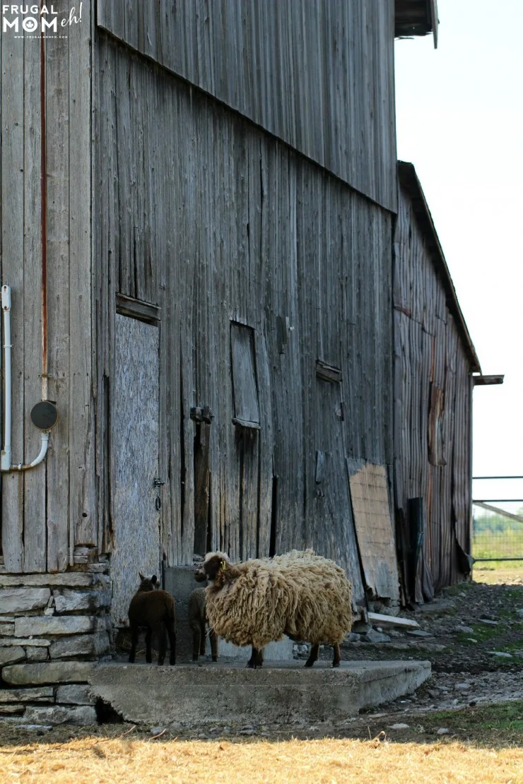Sheep Farm - 7 Must-See Attractions in Prince Edward County, Ontario - One of Canada's Top Tourist Destinations!