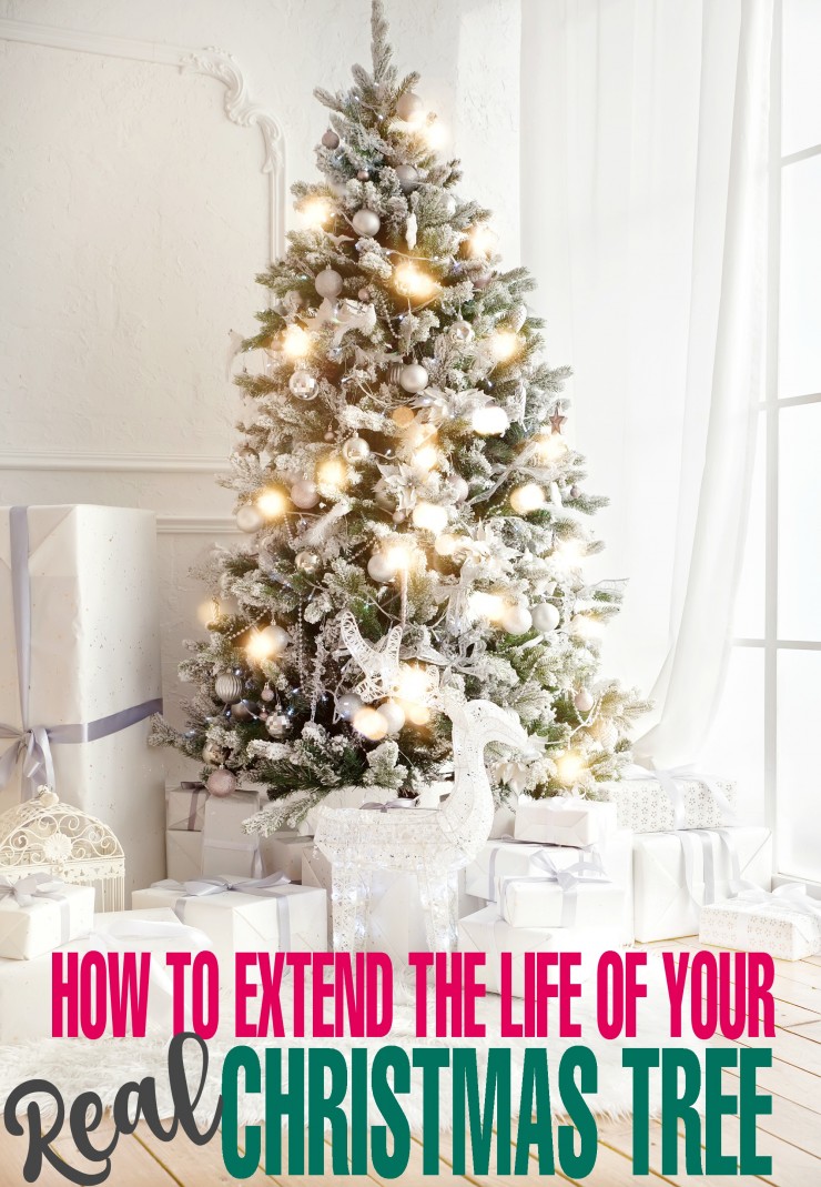 How to Extend the Life of your Real Christmas Tree