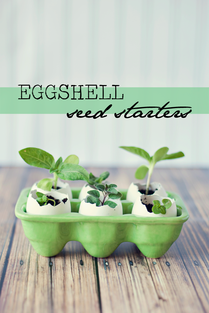 Eggshell-Seed-Starters-4
