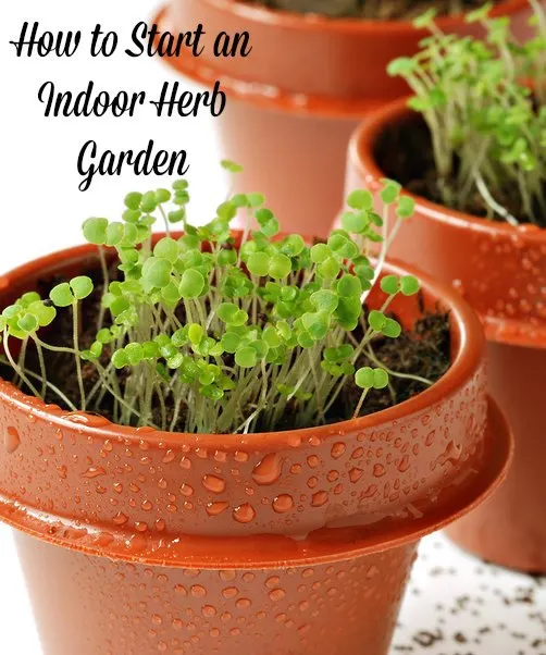 start-an-indoor-herb-garden