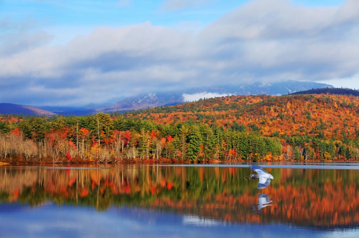 Blue heron fishing and Autumn colors of White Mountains in New Hampshire