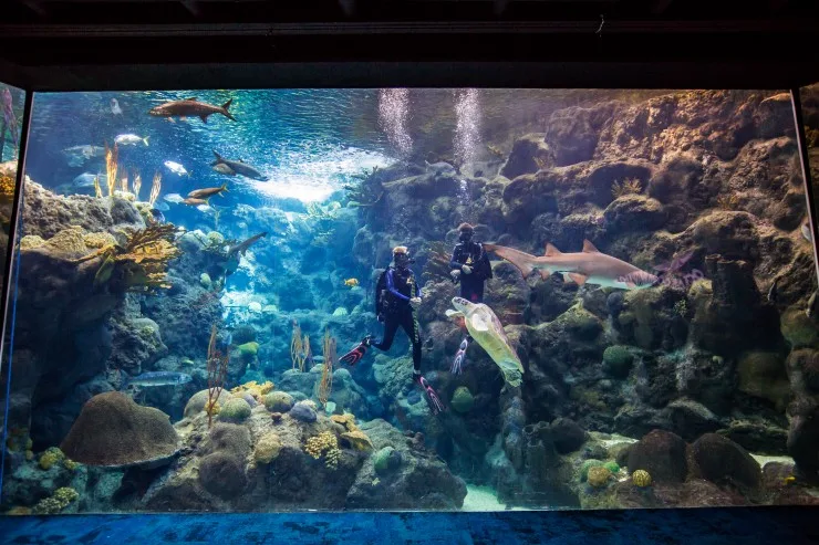 The Florida Aquarium - 7 Must-See Attractions in Florida