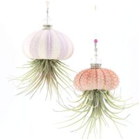 Hanging Sea Urchin Shell Jellyfish Live Air Plants
