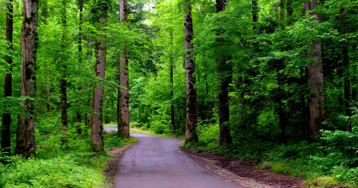 Roaring Fork Motor Nature Trail, GSMNP